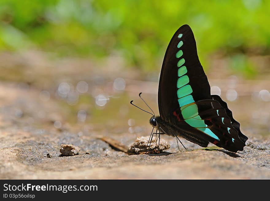 Butterfly feed something on the rock. Butterfly feed something on the rock