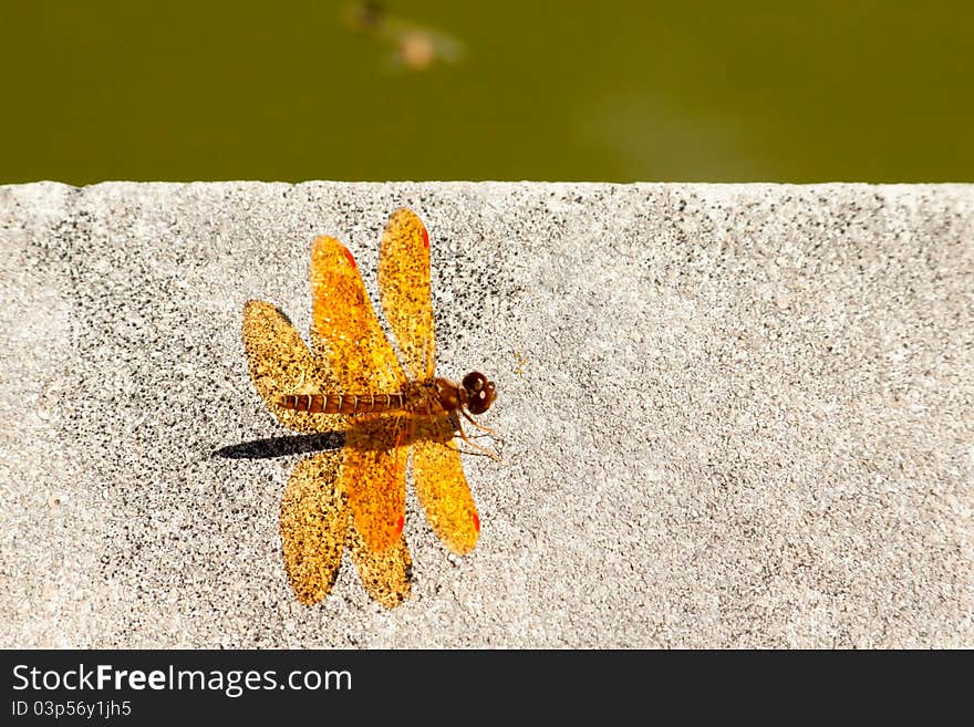 Bright orange Dragonfly.