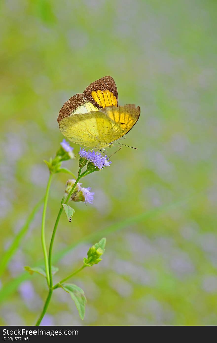 Butterfly feeding on the flower. Butterfly feeding on the flower