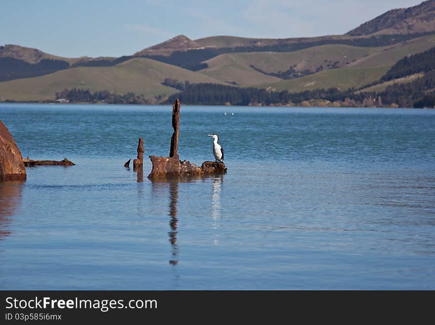 New Zealand King Shag