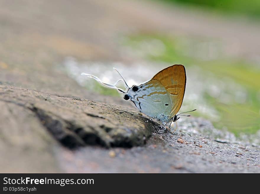 Butterfly(Fluffy Tit)