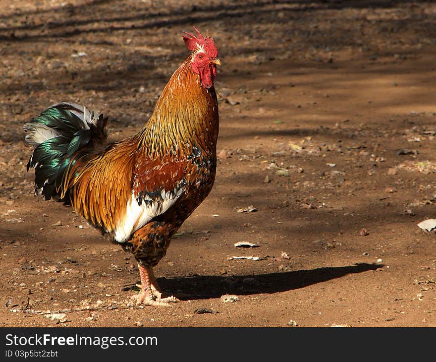 Single bright coloured rooster on open ground