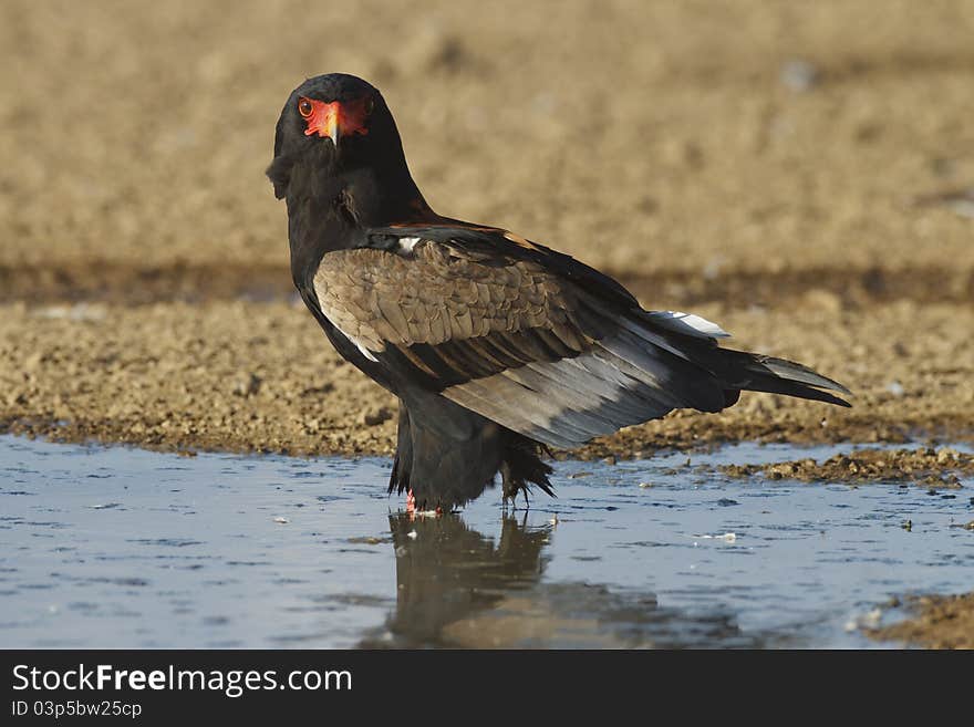 A bateleur sitting in the water at a waterhole.