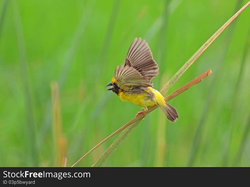 Golden Weaver