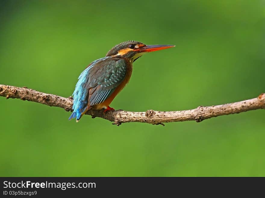 Female common kingfisher in nature of Thailand