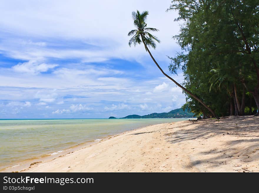 Beach  with palm trees on Samui island