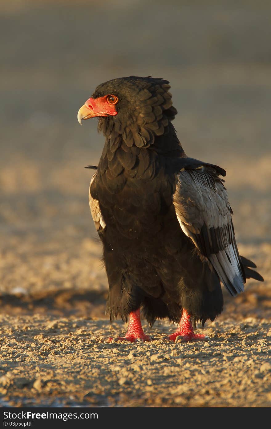 A bateleur sitting in a dry river bed in the Kgalagadi Trans Frontier Park, South Africa.