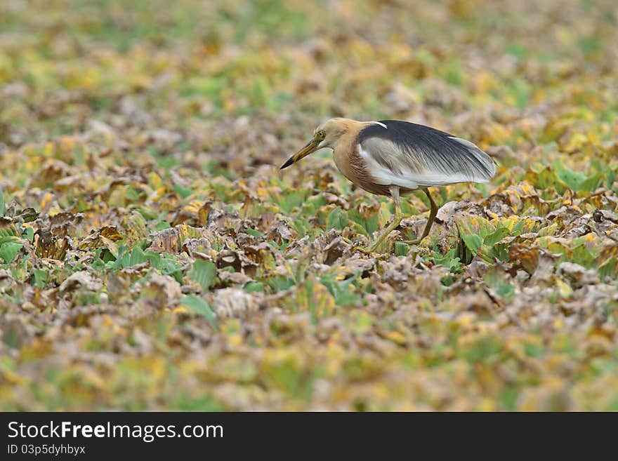 Java Pond Heron