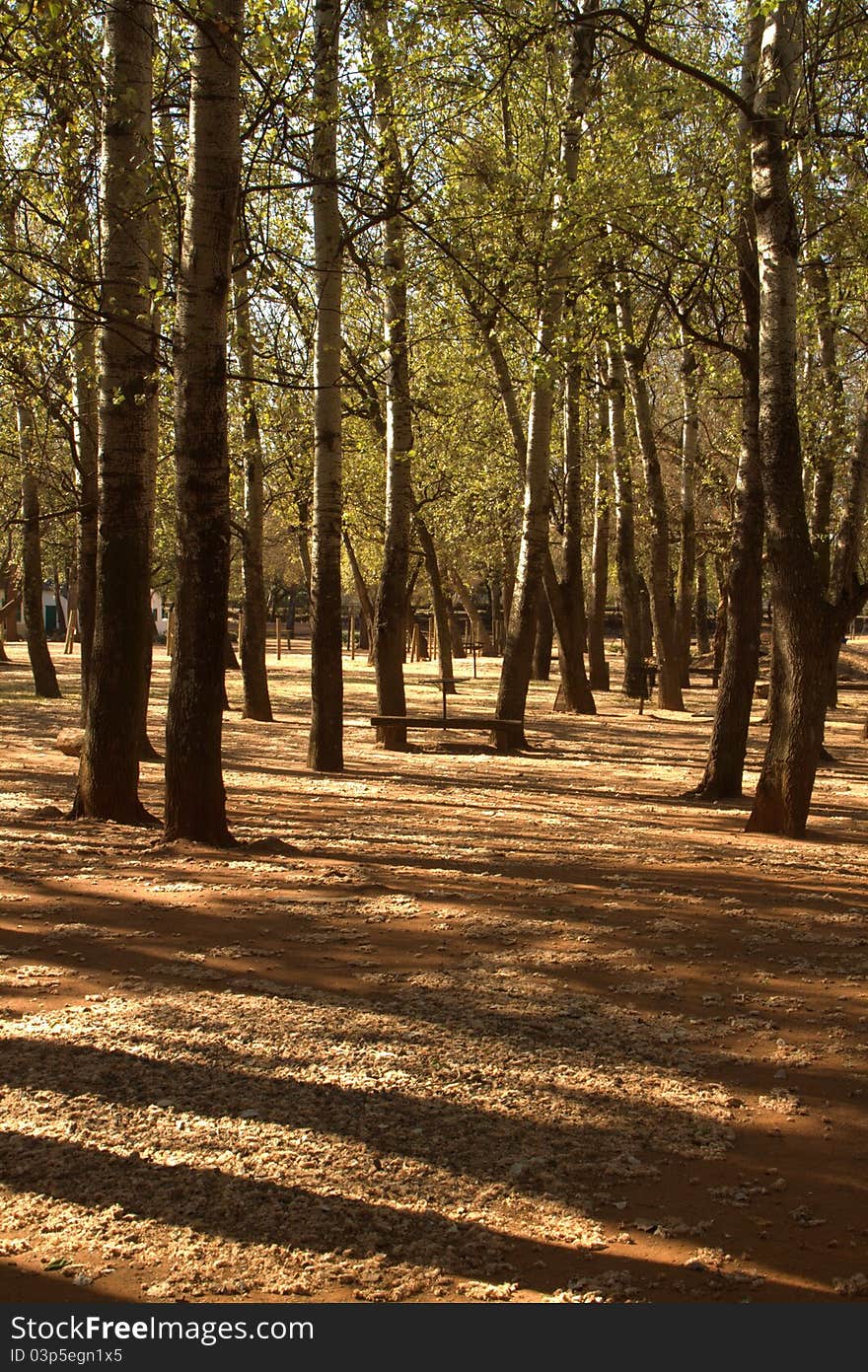 Tall poplar trees and shadows