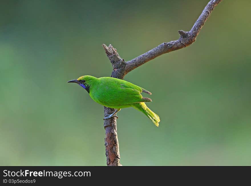 Golden-fronted Leafbird