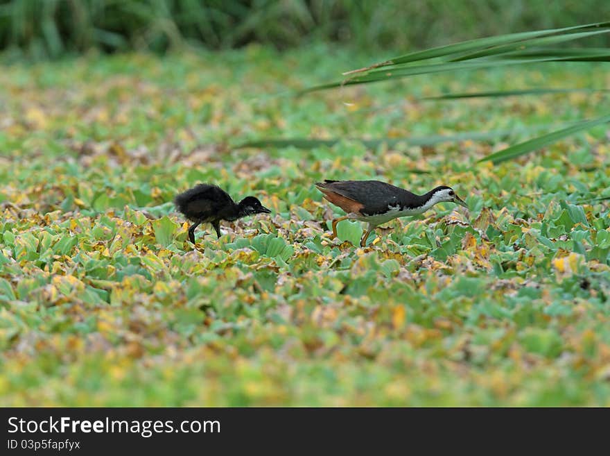 Family of White-breasted Waterhen