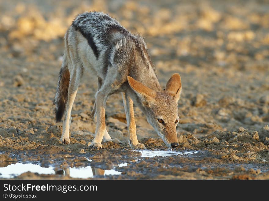 Black Backed Jackal