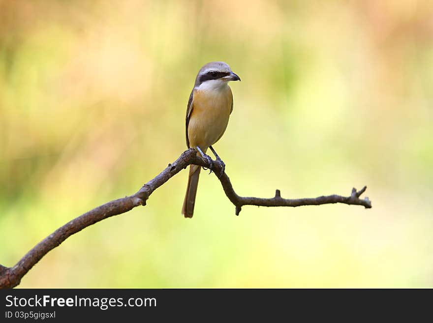 Brown Shirke