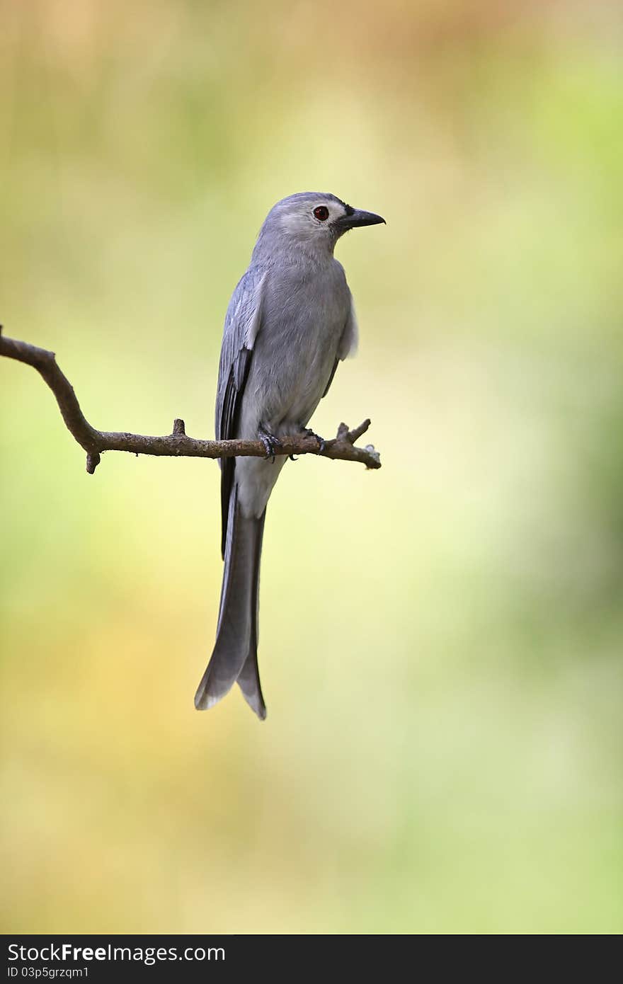 Ashy Drongo