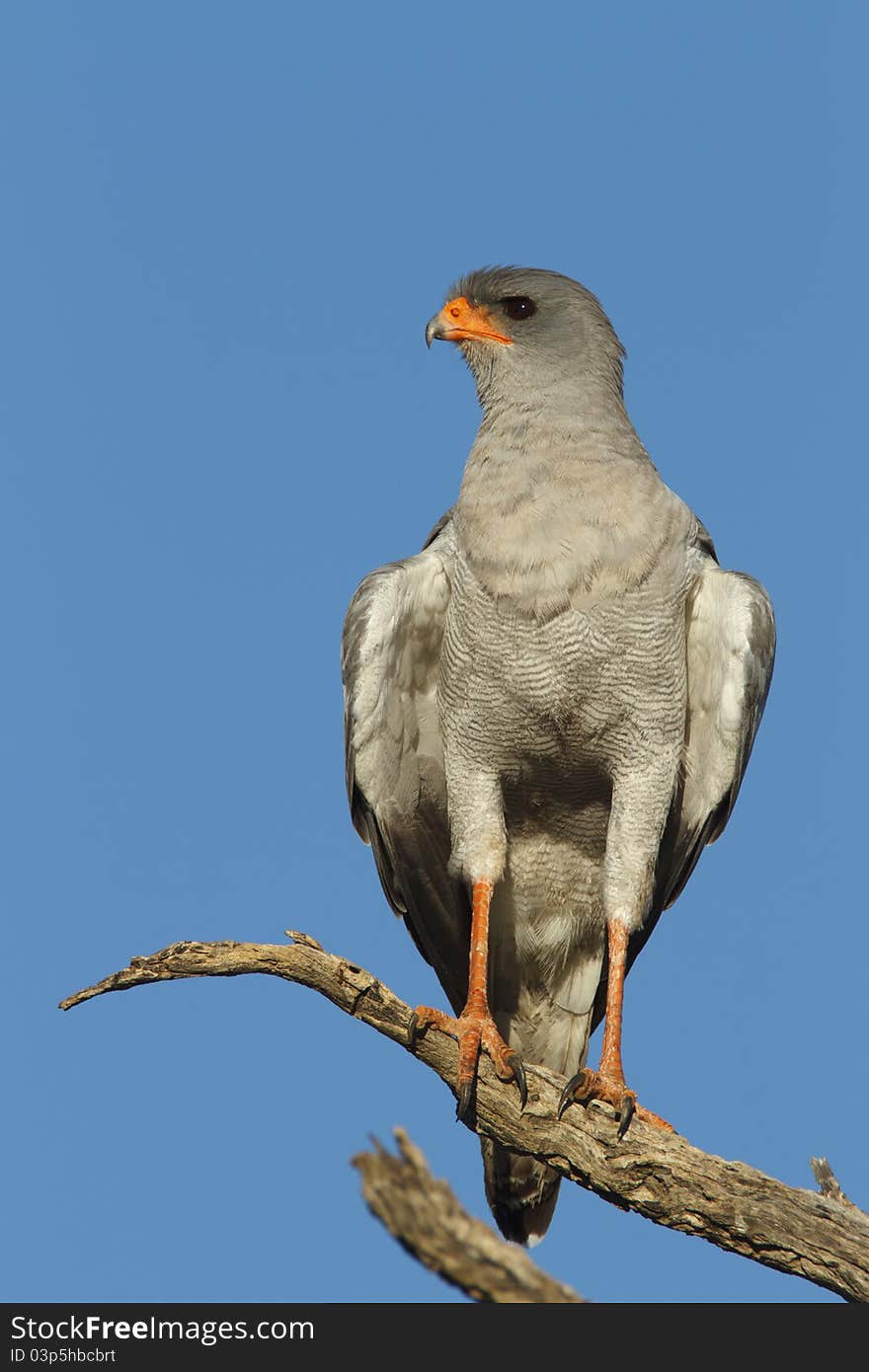 Pale Chanting Goshawk