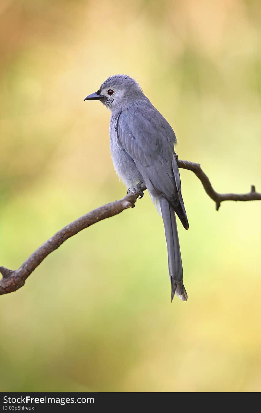 Ashy Drongo