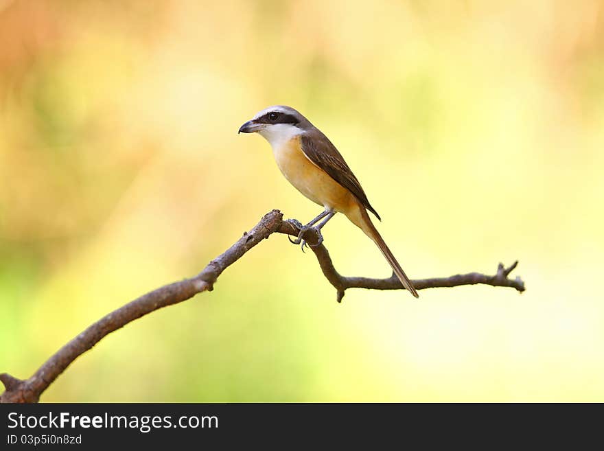 Brown Shirke