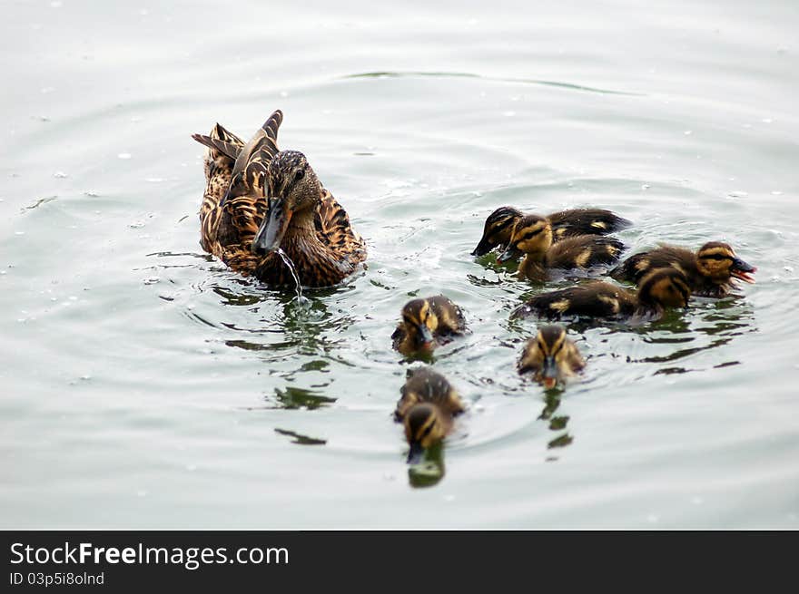 A mother duck took care of her children. A mother duck took care of her children