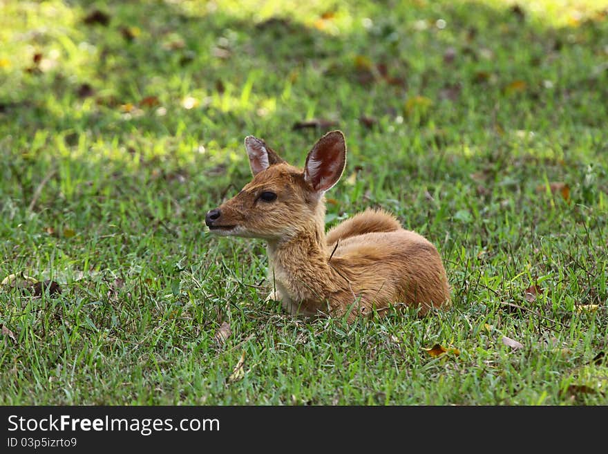 Deer fawn on green grass