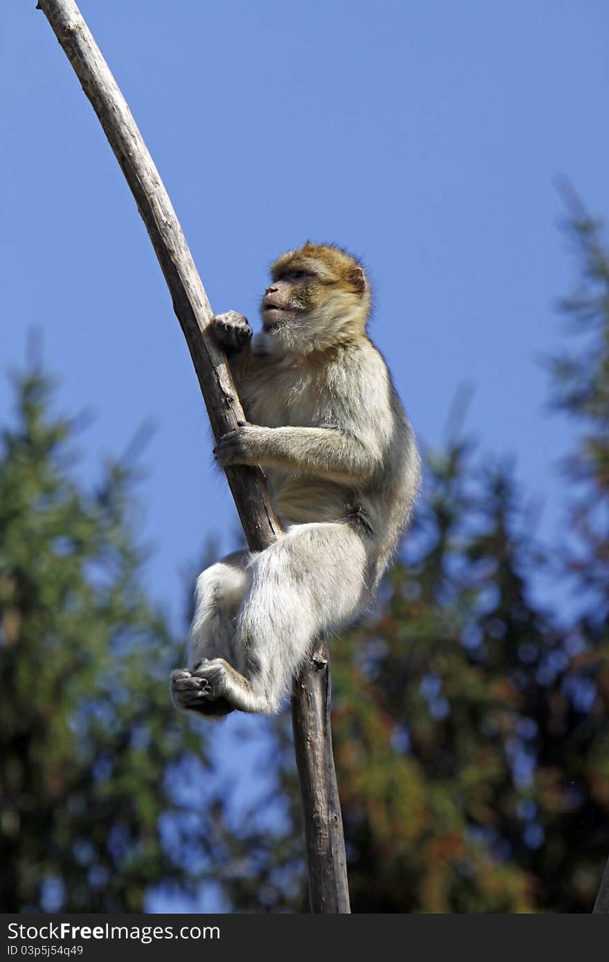 Barbary ape