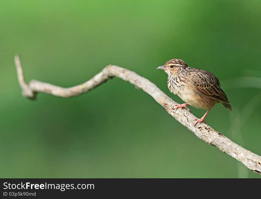 Indochinese bushlark is bird in nature of Thailand