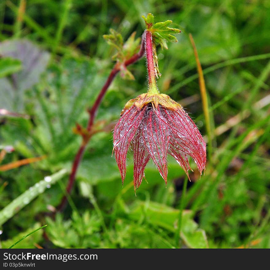 Flower in the morning with water tears. Flower in the morning with water tears