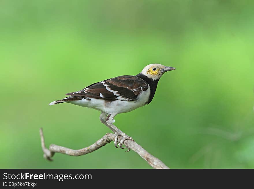 Black-collared Starling