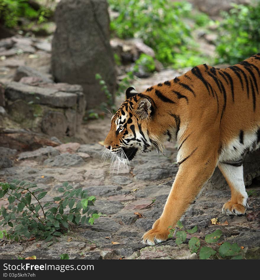 Tiger portret in the zoo