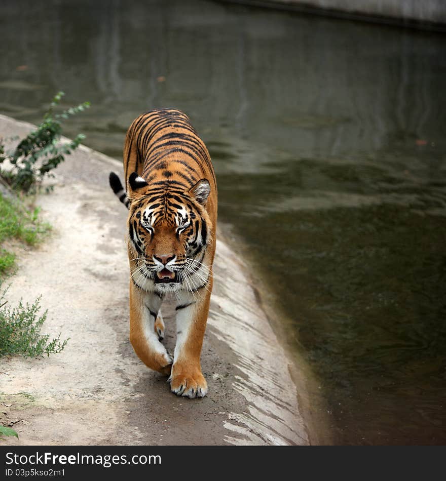 Tiger portret in the zoo