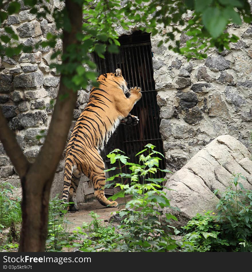 Tiger portret in the zoo