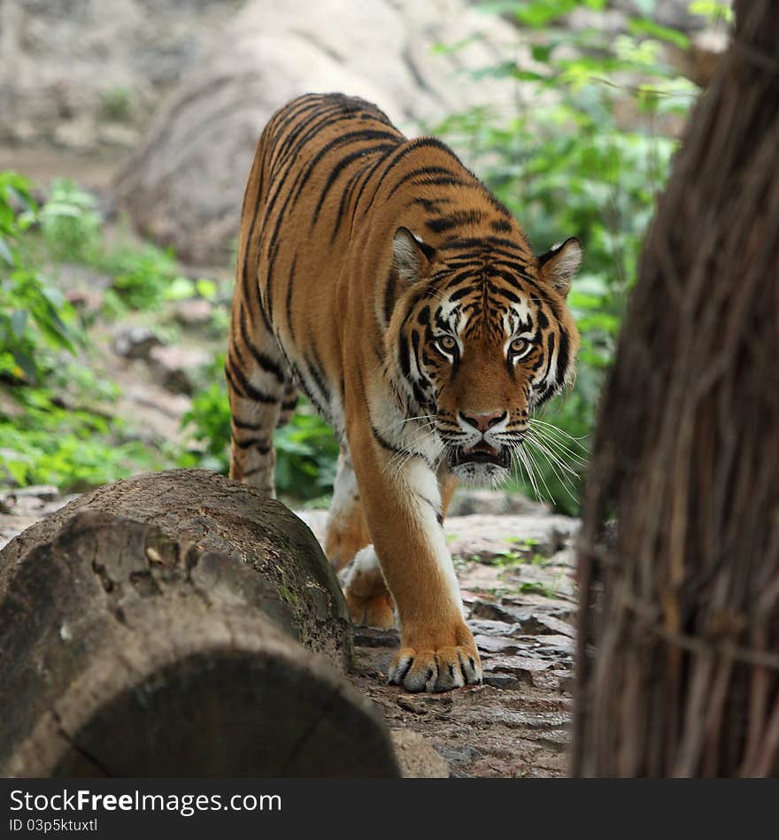 Tiger portret in the zoo