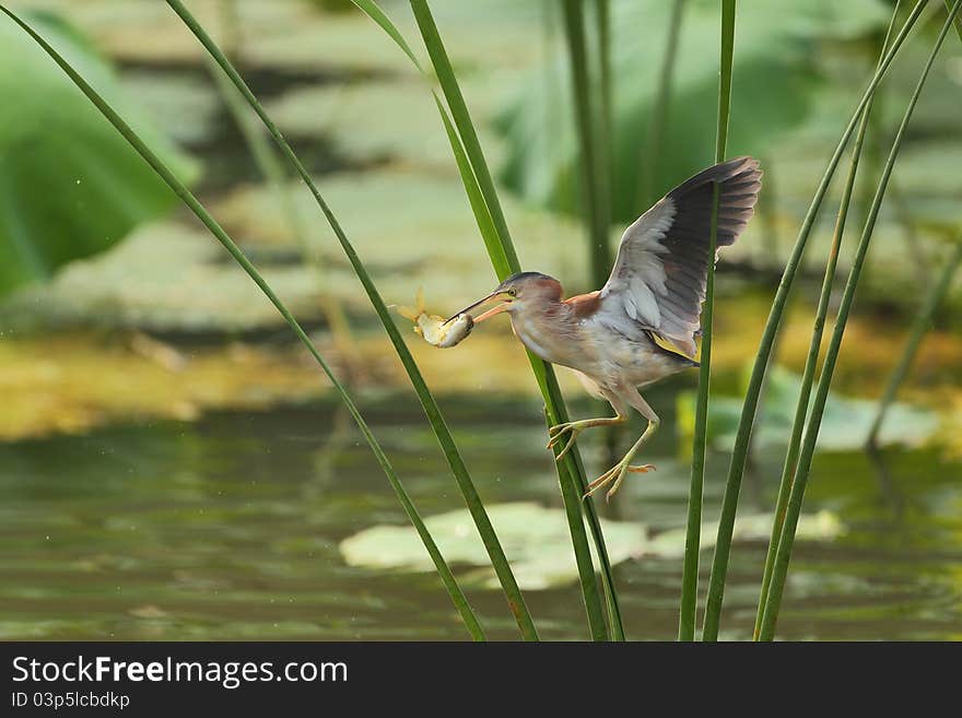 Yellow bittern flying