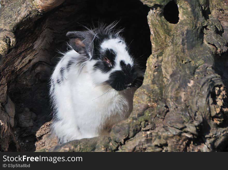 Black white hare from the zoo enjoying the sun