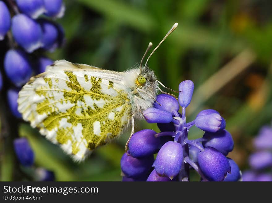 Butterfly sitting on flower in spring