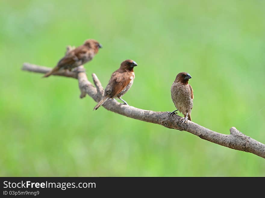 Group of Scaly-breasted Munia