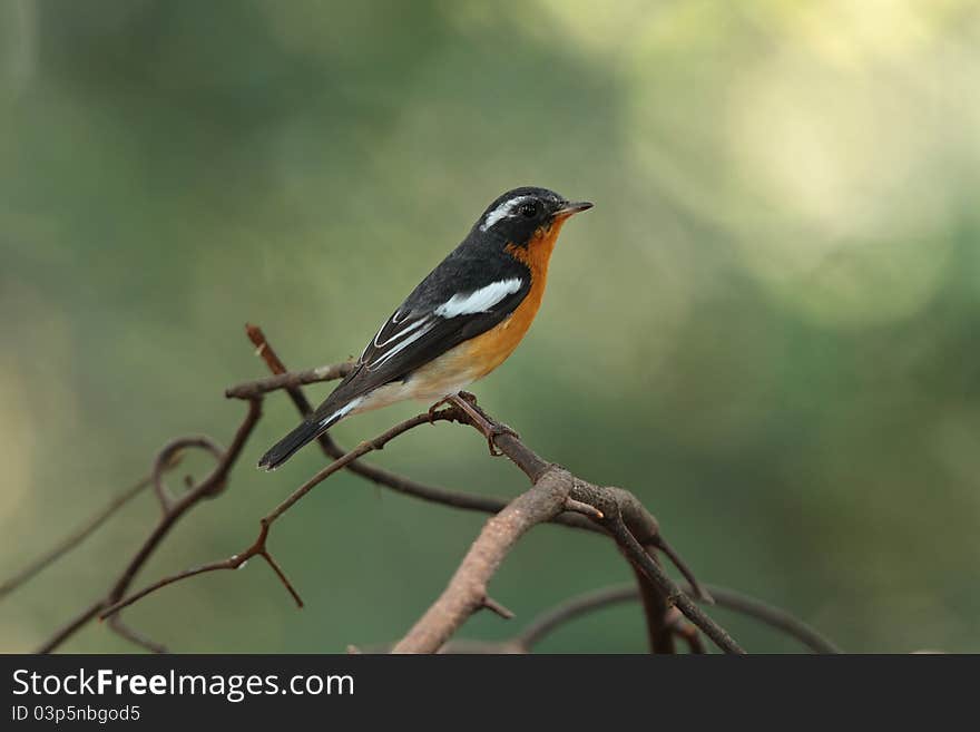 Mukimaki Flycatcher