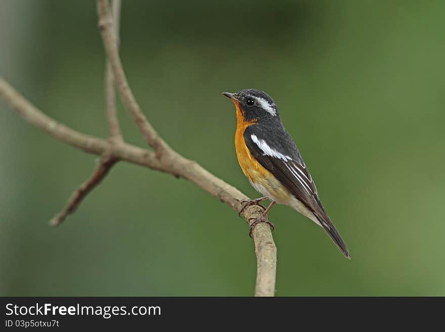 Mukimaki Flycatcher