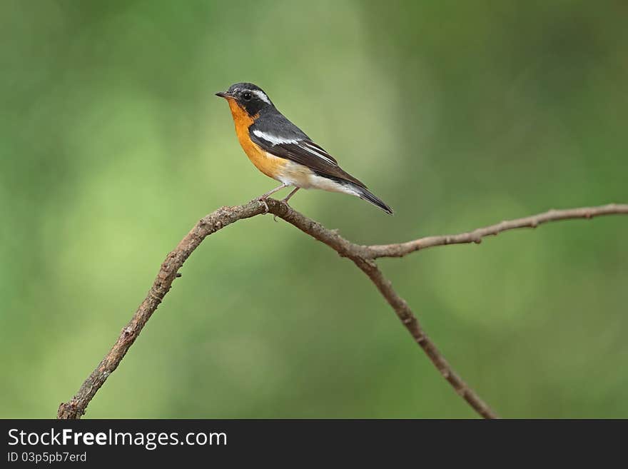 Mukimaki Flycatcher