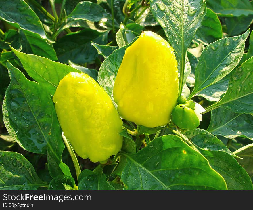 Yellow peppers ripening on the vegetable bed