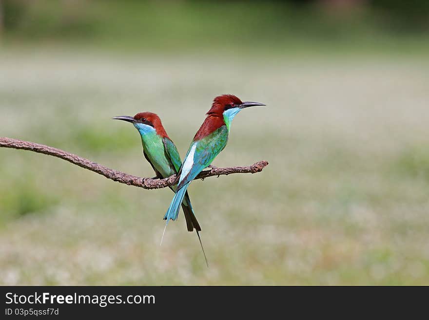 Blue-throated Bee-eater is bird in nature of Thailand. Blue-throated Bee-eater is bird in nature of Thailand