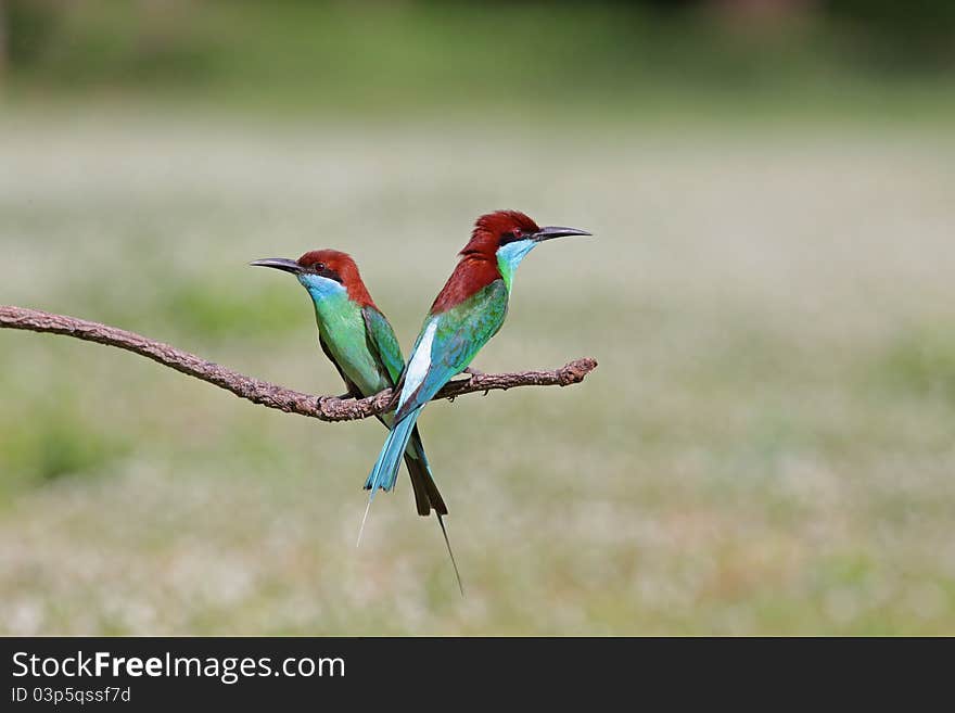 Group of Blue-throated Bee-eater