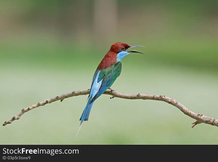 Blue-throated Bee-eater