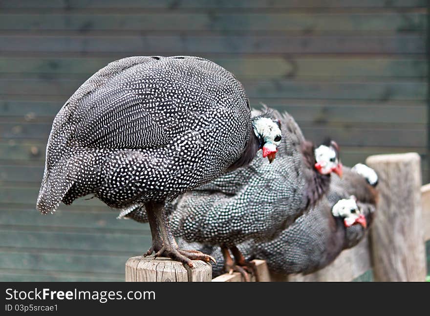 Some Guinea fowls perched on a fence in a funny way.