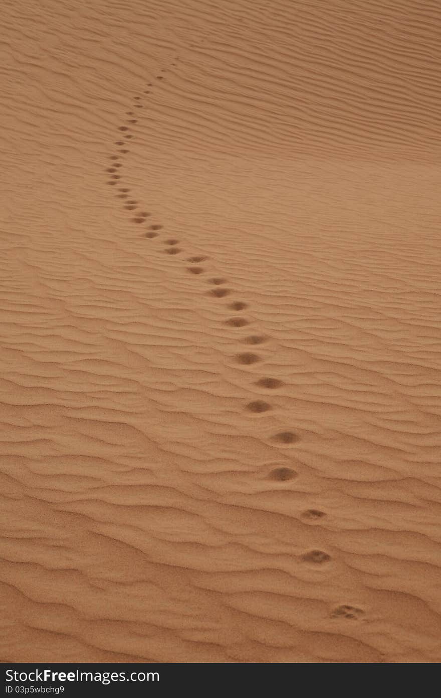 Wild Animal Trail In A Desert