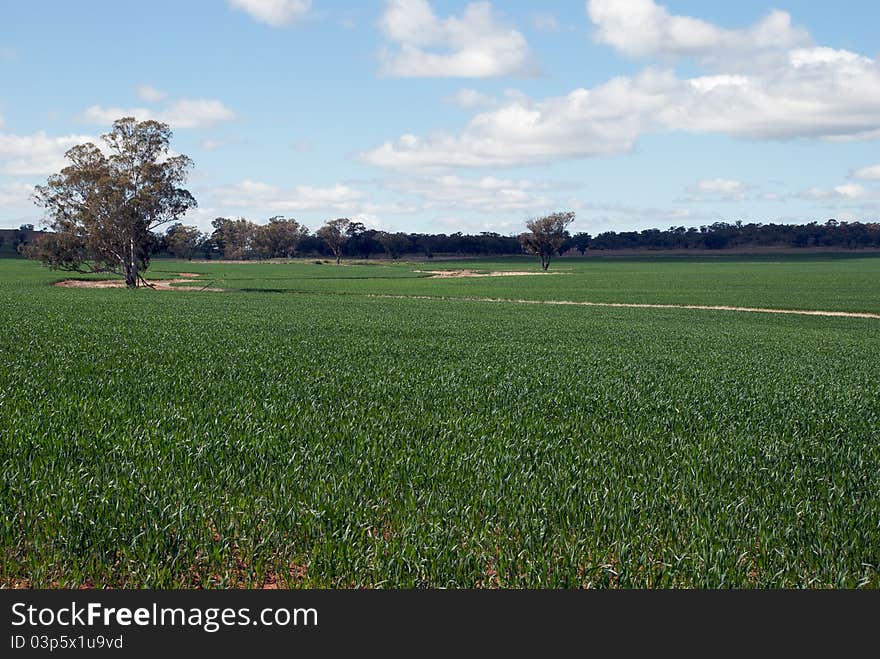 A water course winding through a cereal crop. A water course winding through a cereal crop