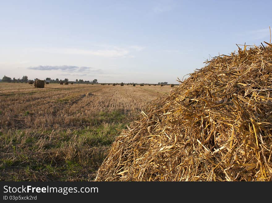 Autumn field