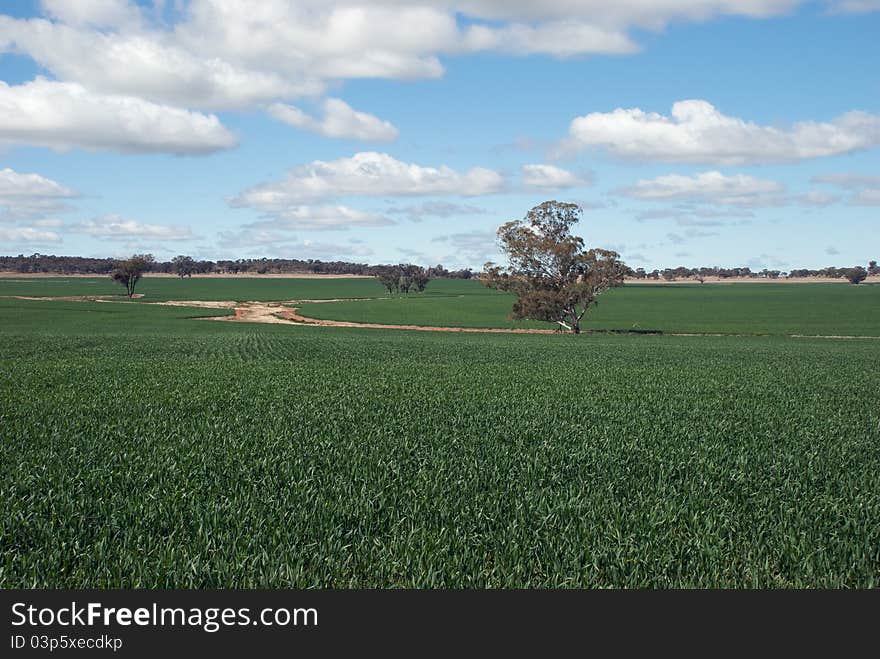 A water channel winds through a cereal crop. A water channel winds through a cereal crop