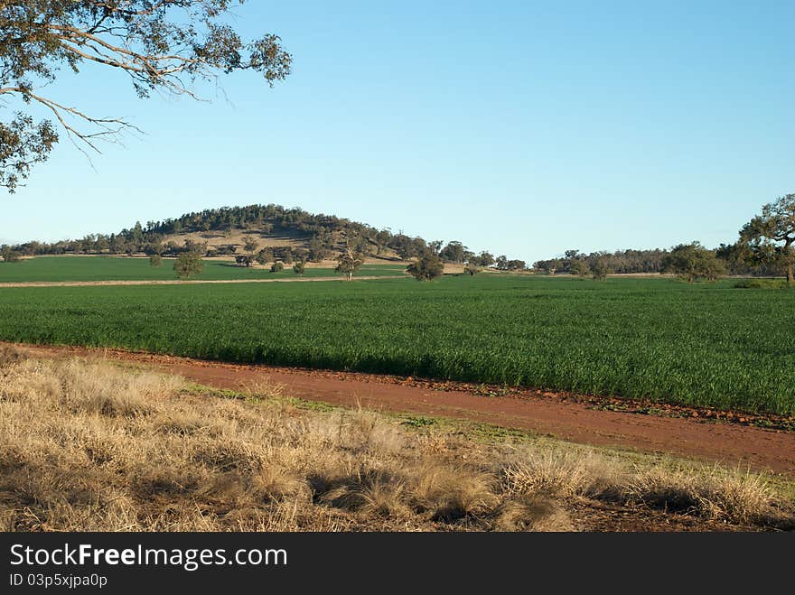 A small hill overlooking a cereal crop. A small hill overlooking a cereal crop