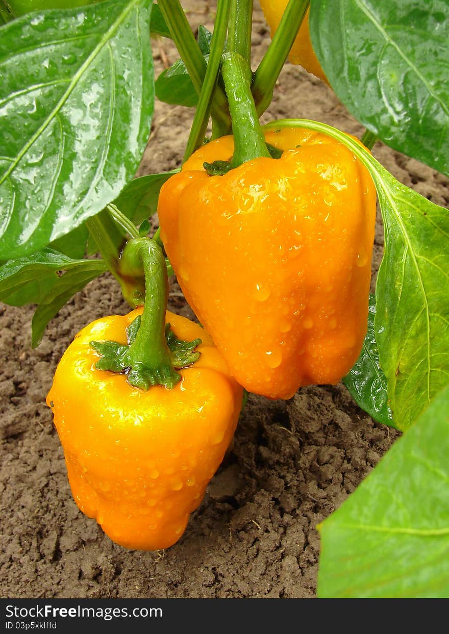 Orange peppers ripening on the vegetable bed