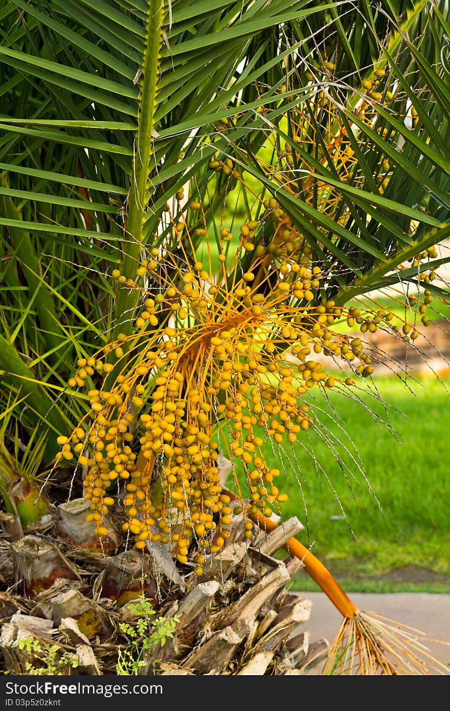 Date palm tree with dates